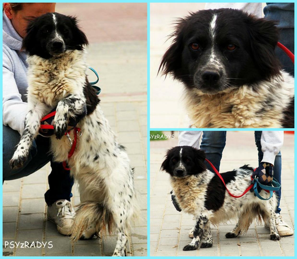 PicMonkey Collage.jpg