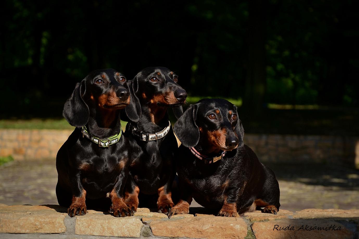 DSC_0440_Fotor (2).jpg