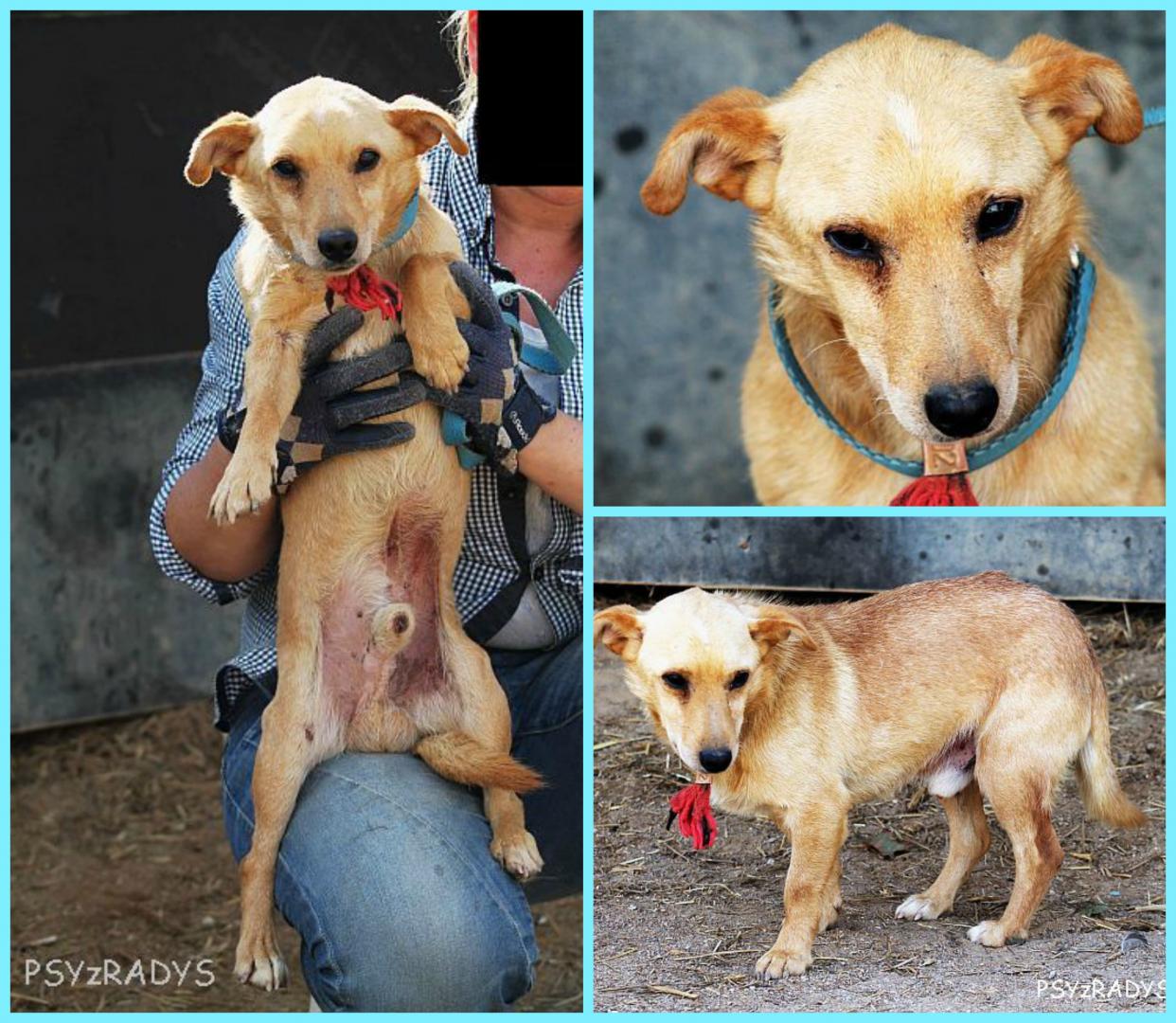 PicMonkey Collage.jpg