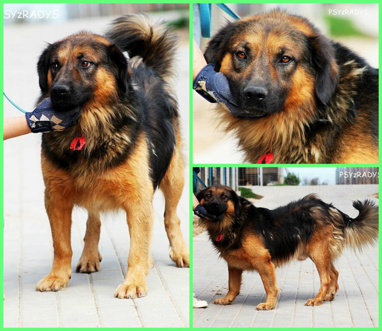 PicMonkey Collage (2).jpg