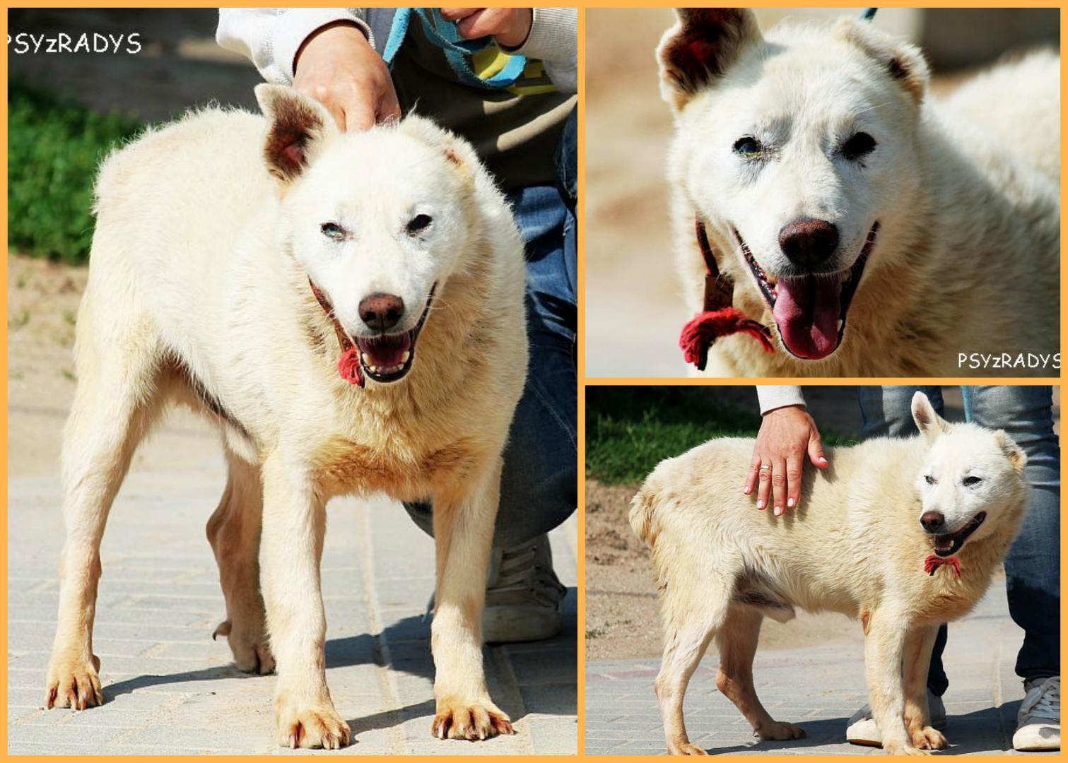 PicMonkey Collage.jpg