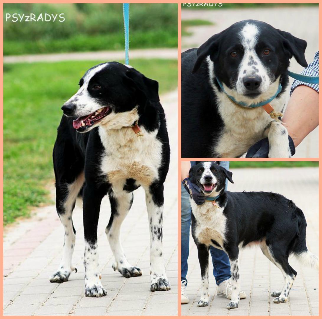 PicMonkey Collage.jpg