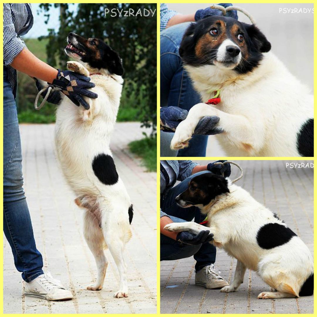 PicMonkey Collage.jpg