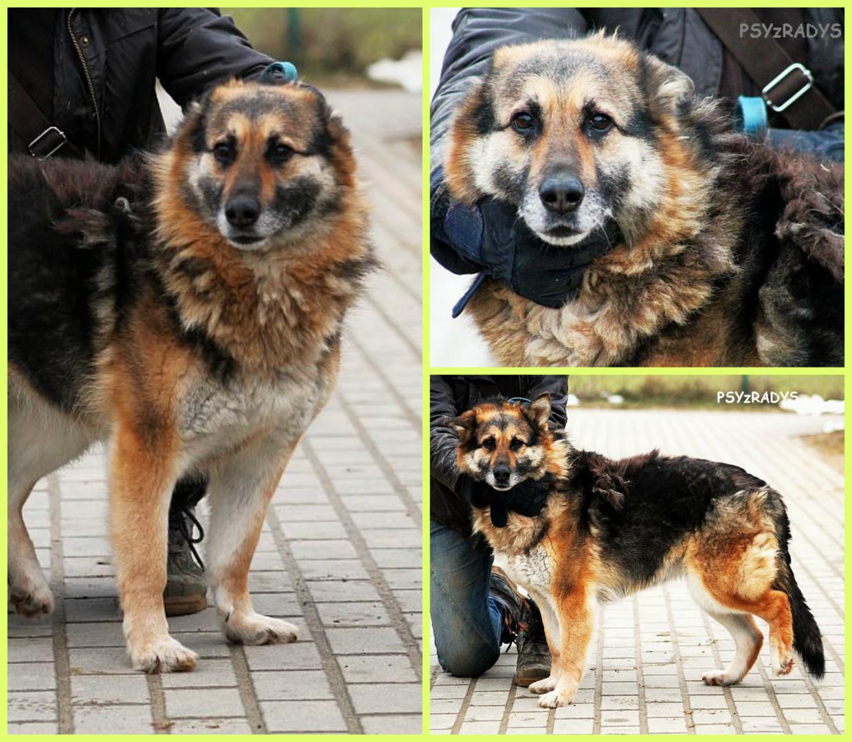 PicMonkey Collage.jpg