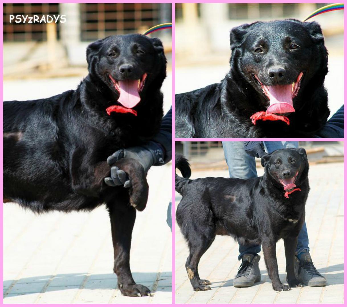 PicMonkey Collage.jpg