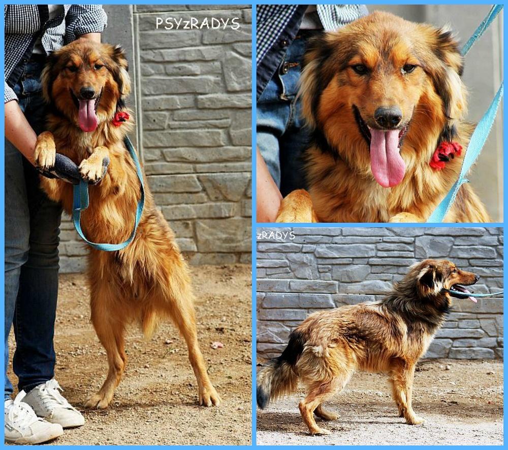 PicMonkey Collage.jpg