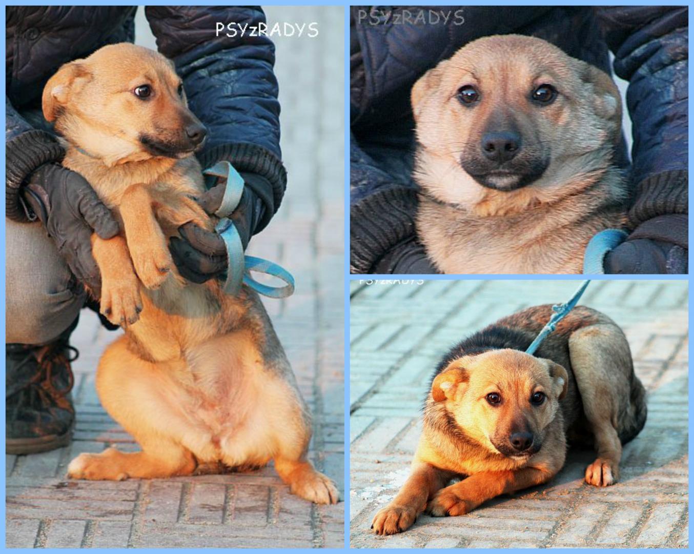 PicMonkey Collage (2).jpg