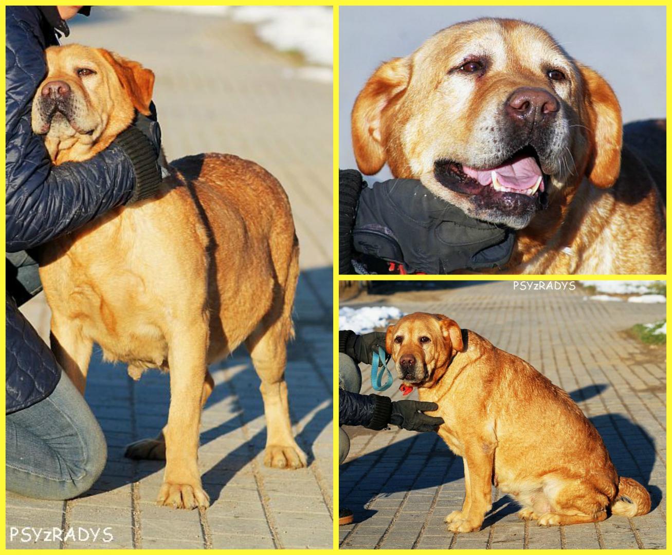 PicMonkey Collage.jpg