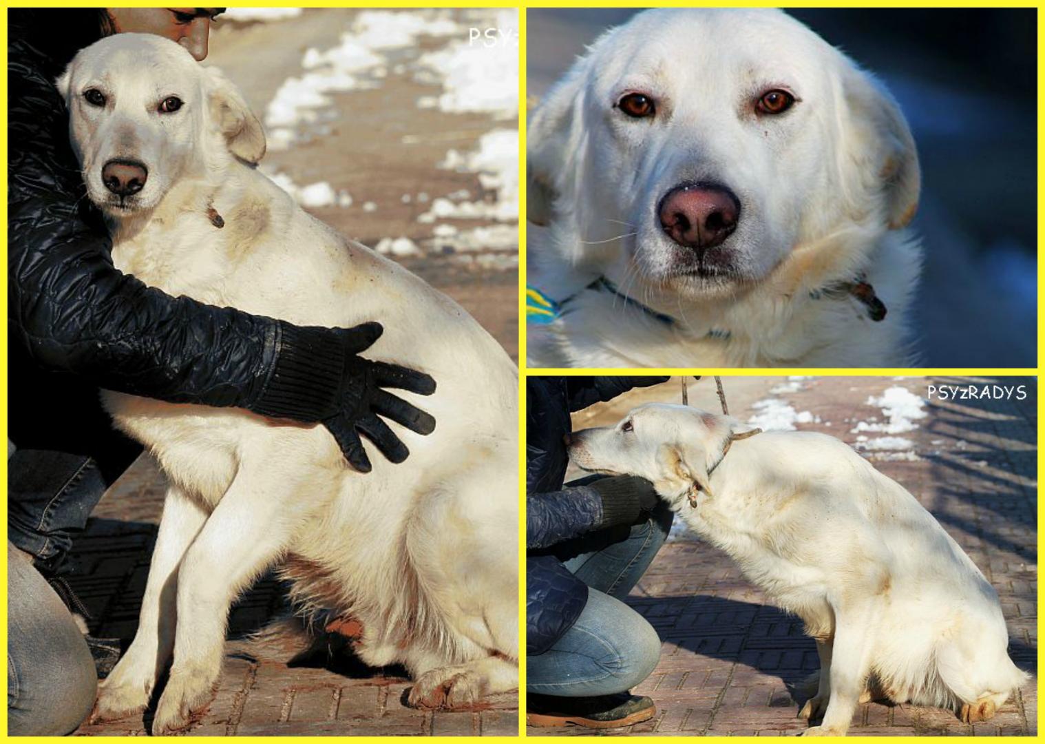 PicMonkey Collage.jpg