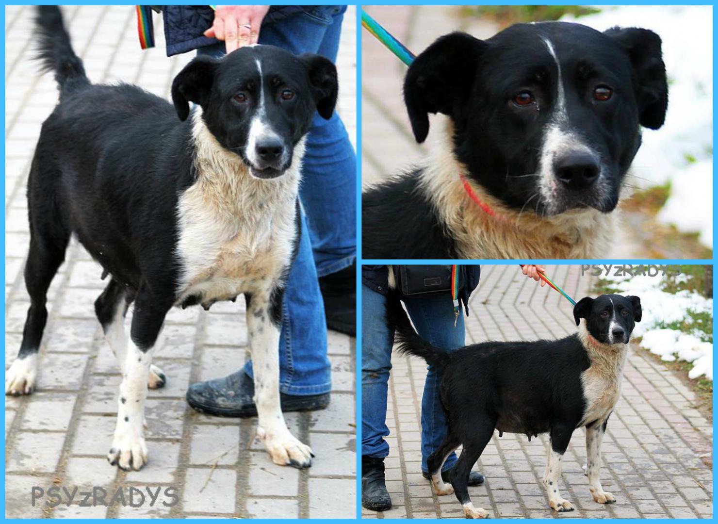 PicMonkey Collage.jpg