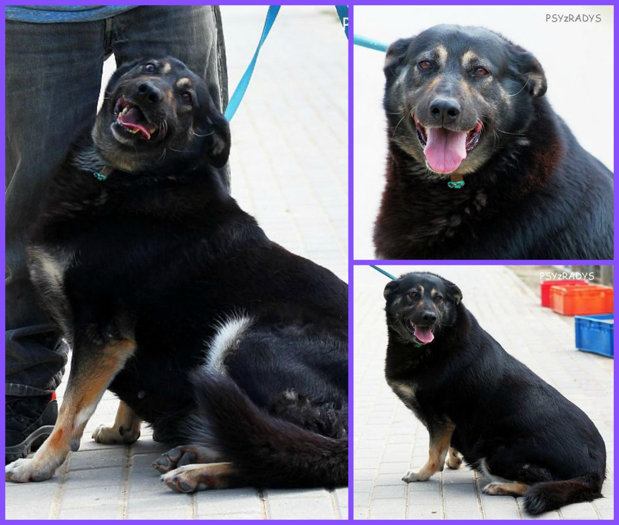 PicMonkey Collage (2).jpg