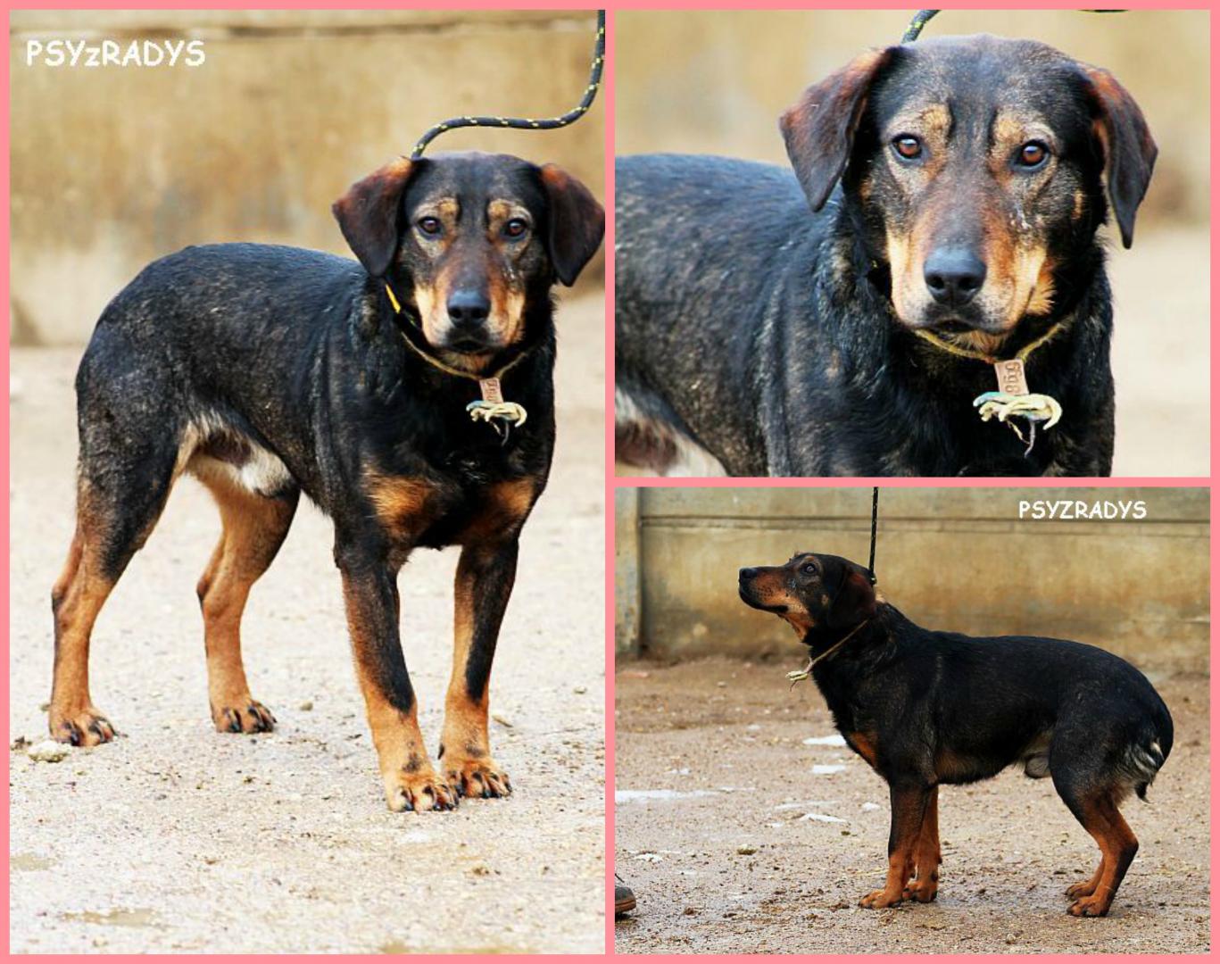 PicMonkey Collage.jpg