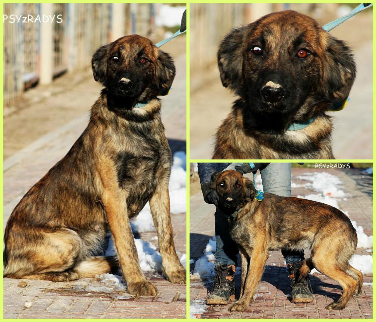 PicMonkey Collage.jpg