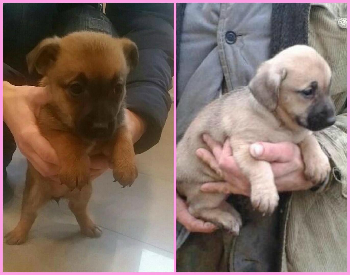 PicMonkey Collage.jpg