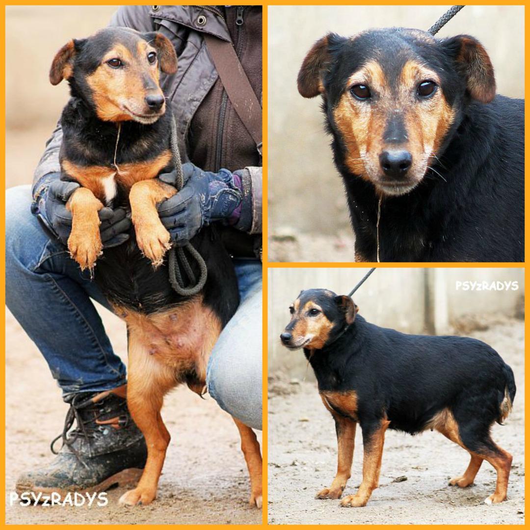 PicMonkey Collage.jpg