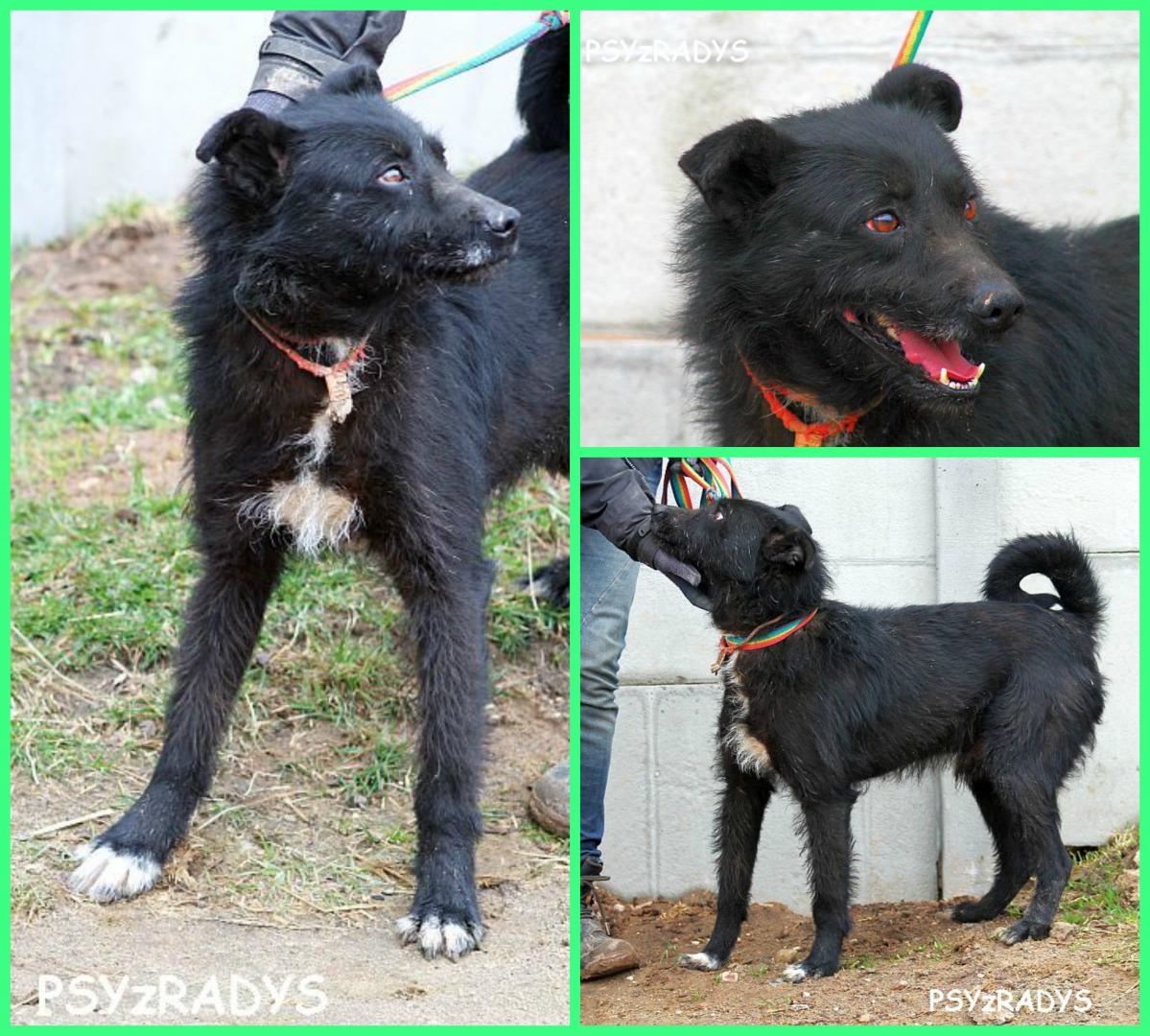 PicMonkey Collage.jpg