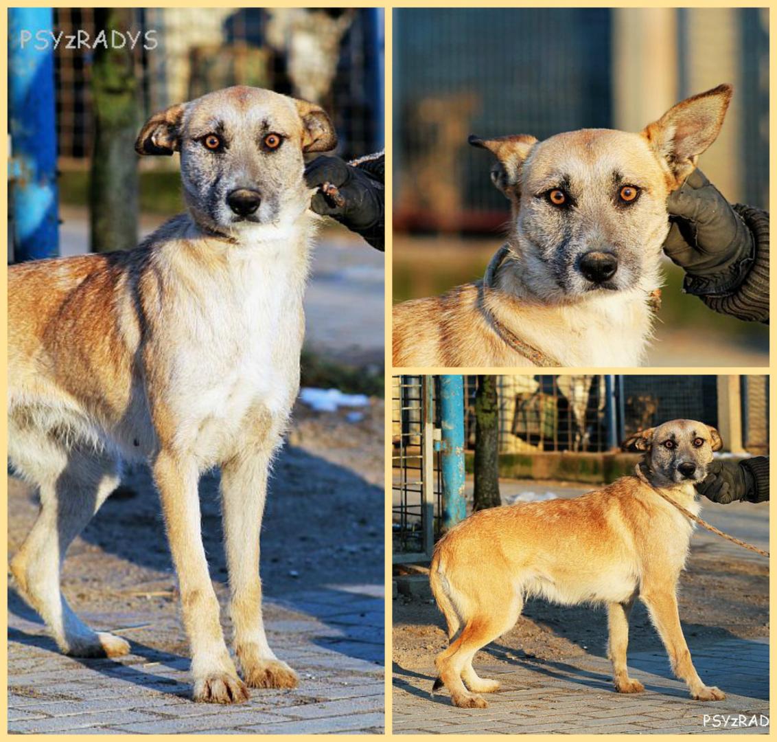 PicMonkey Collage.jpg