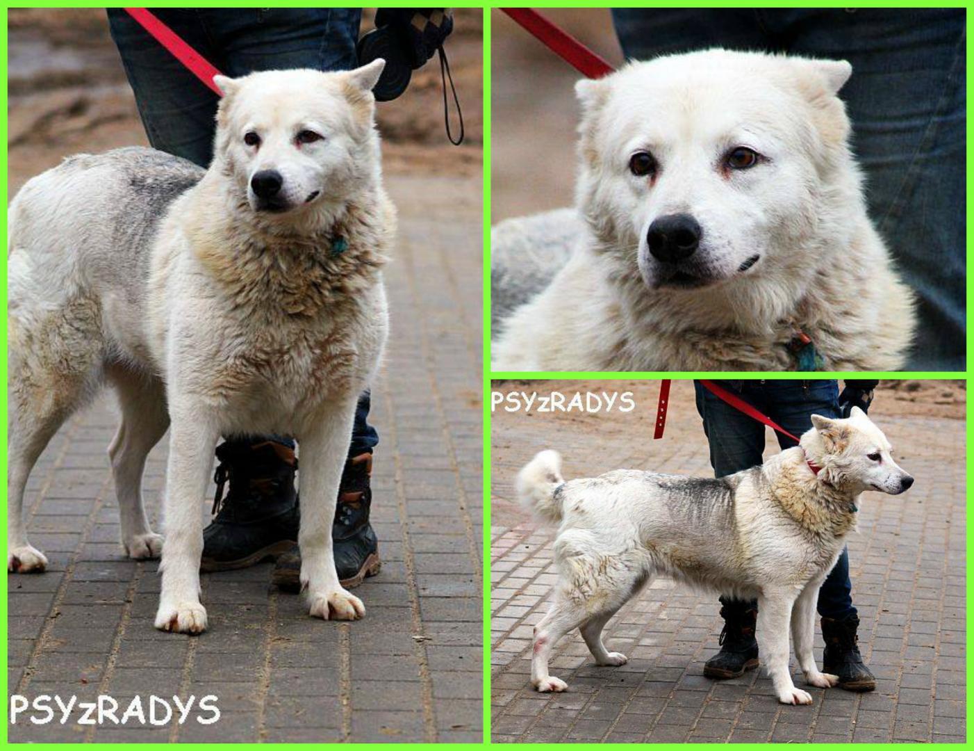 PicMonkey Collage.jpg