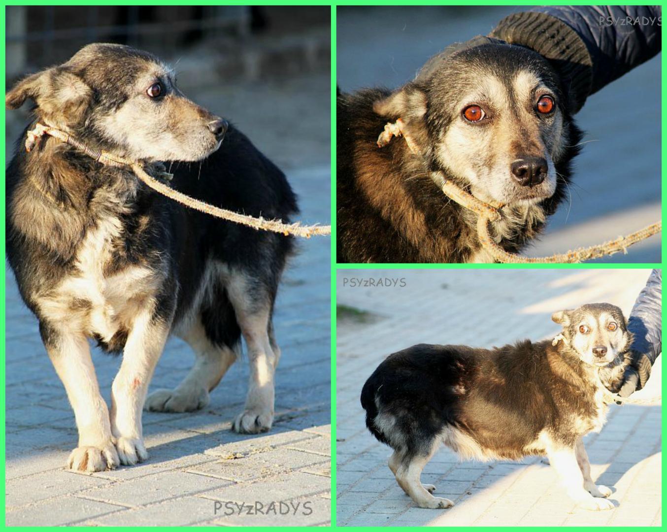 PicMonkey Collage.jpg