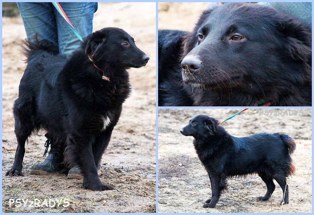 PicMonkey Collage.jpg