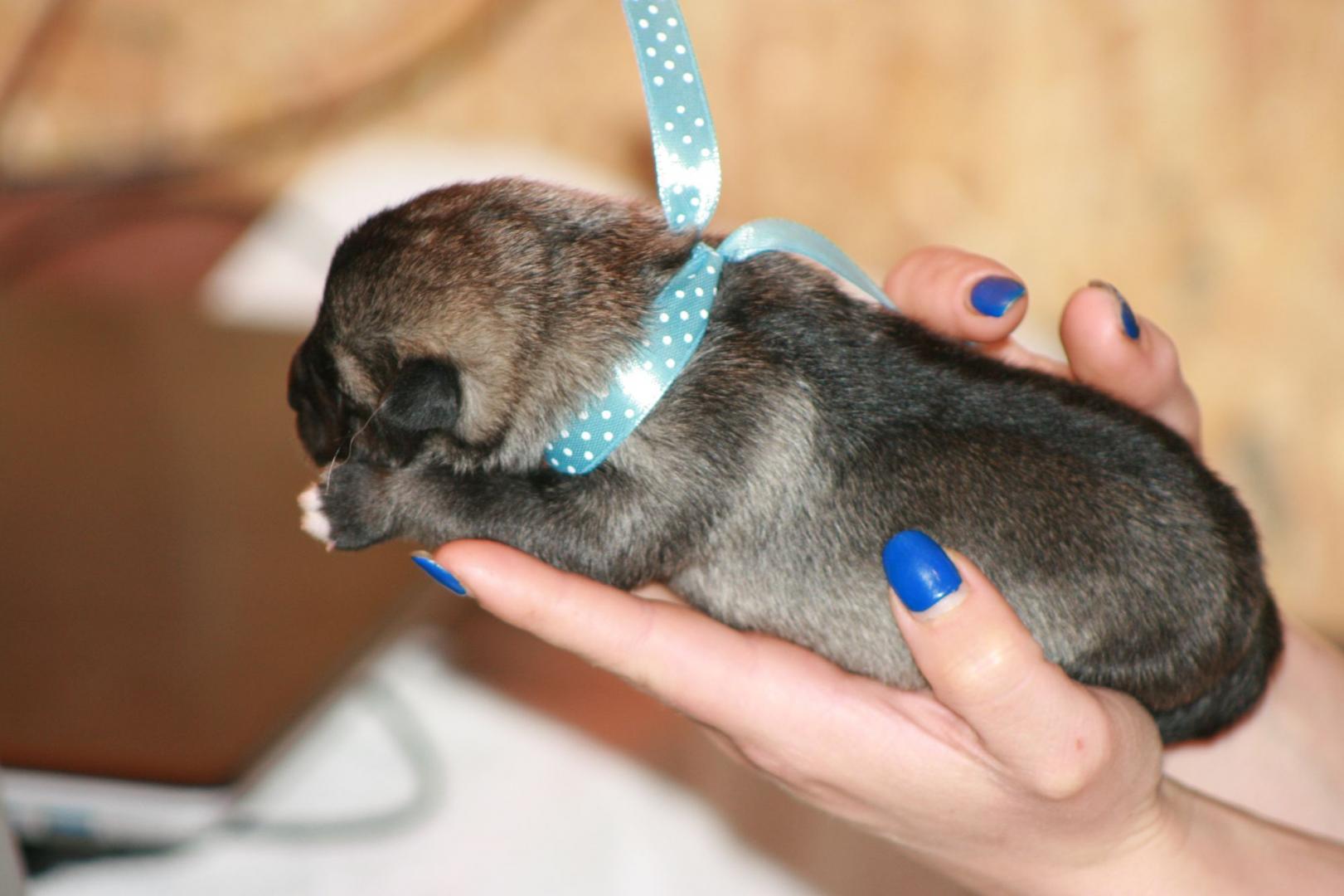 niebieski w kropki boczek.jpg