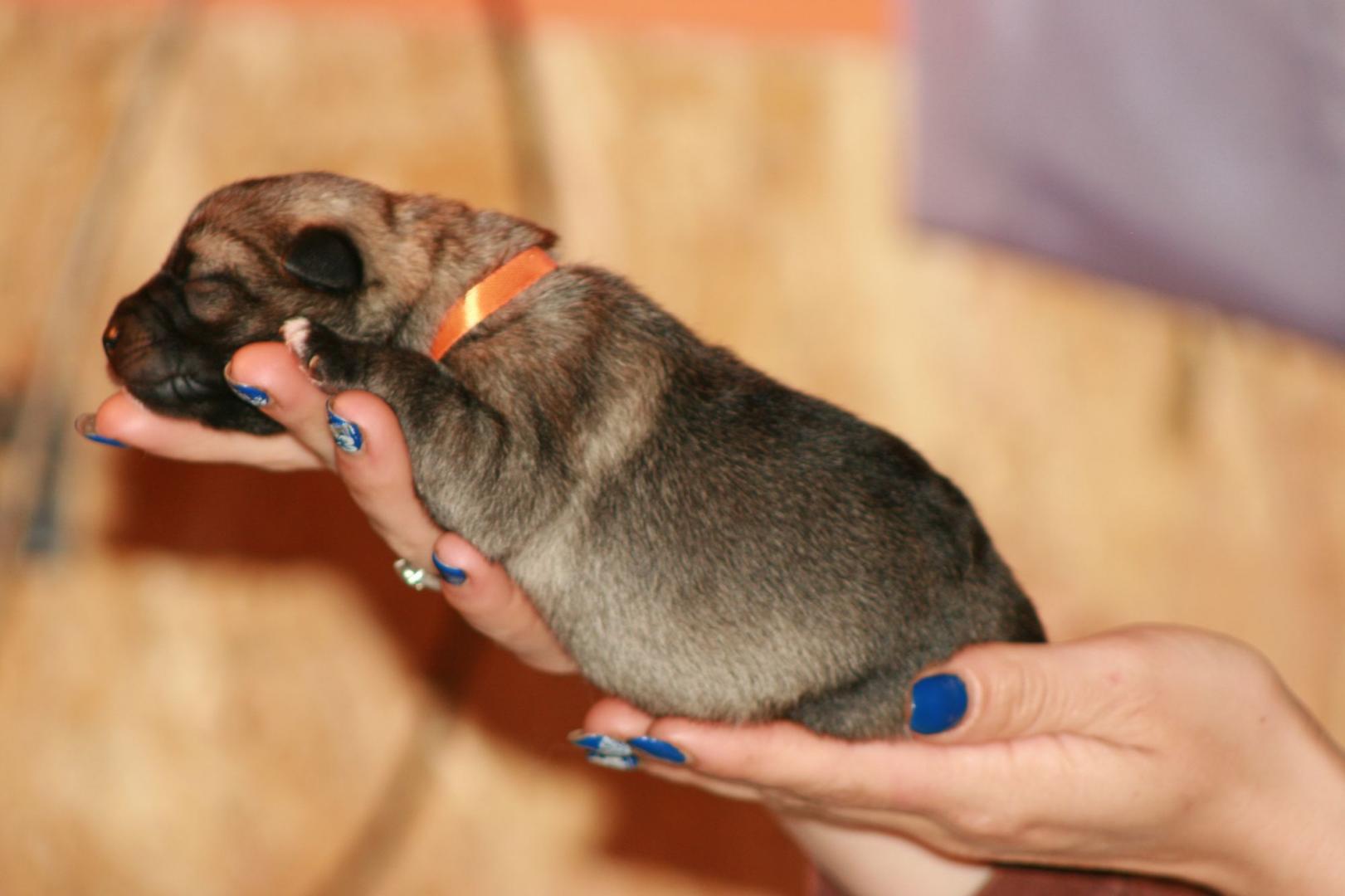 pomarańczowy boczek.jpg