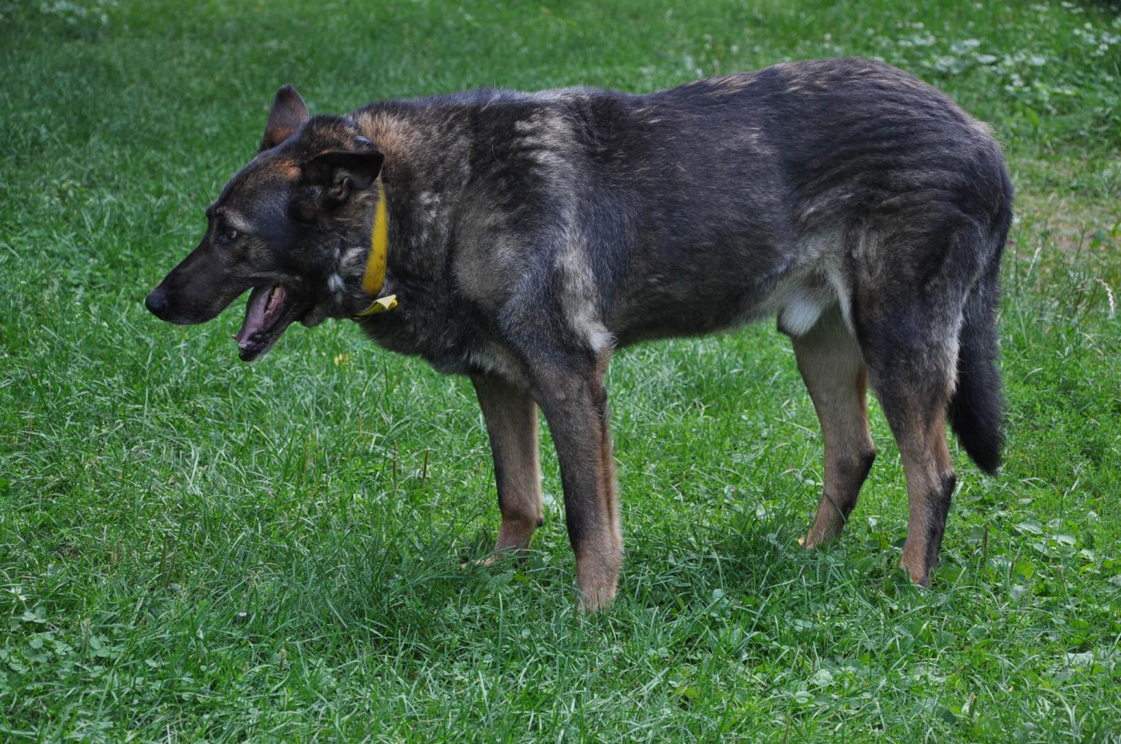 DOBRZANÓW 5. 08. 2017 014.jpg
