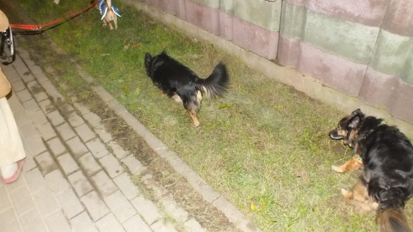 DSCF1555 (Kopiowanie).JPG