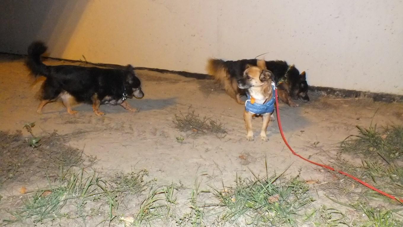 DSCF1565 (Kopiowanie).JPG