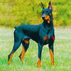 Doberman16