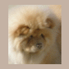 ChowChow