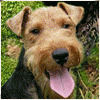 Welsh Terrier