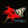butterflyek