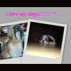 I*love*shih*tzu