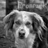 Pronrzek