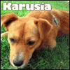 Karusia115