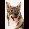vallhund